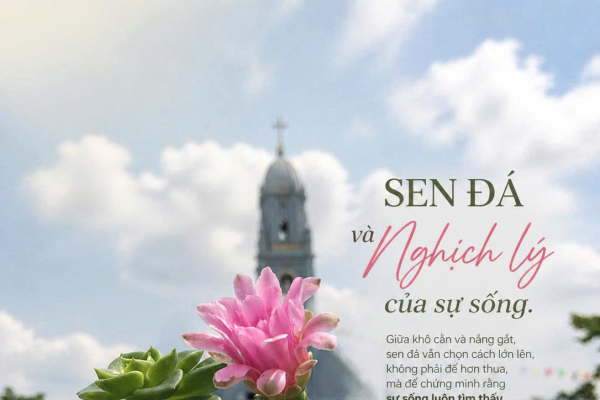 Sen đá và nghịch lý của sự sống