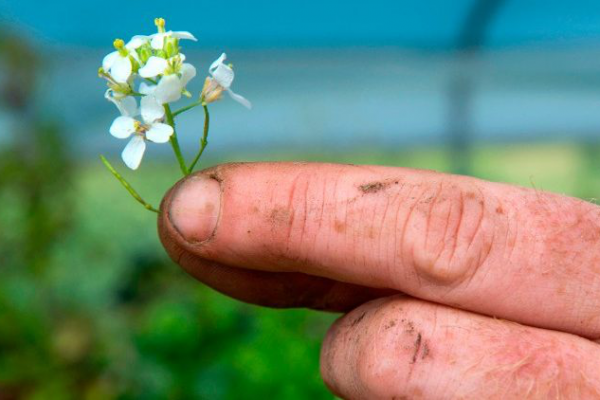 Vẻ đẹp cuộc sống qua cuộc đời M. Sechi, người không tay chân